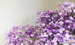 探寻满天星的花语与传说 满天星花的寓意与传说