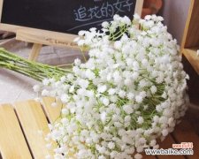 探寻满天星花语的深层含义 满天星花语大全