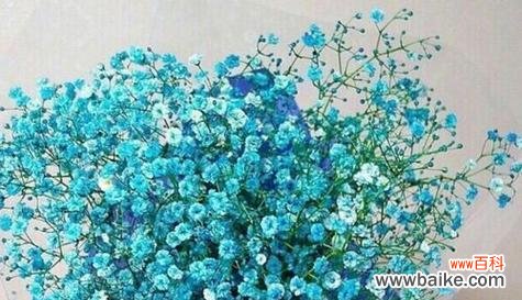 美丽而神秘的满天星花 满天星花的象征意义及文化传承