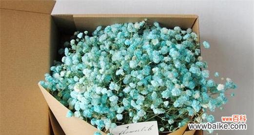 美丽而神秘的满天星花 满天星花的象征意义及文化传承