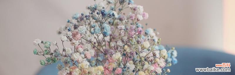 探寻满天星花语的情感意义与文化象征 满天星花语之美——寓意与象征的深层解读