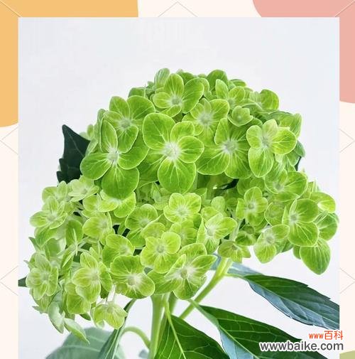 向西方采吉祥花有何寓意?吉祥花的西方文化含义是什么?