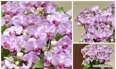 花艺中不同颜色代表什么？花艺颜色的意义是什么？