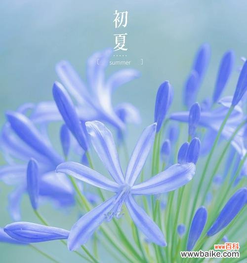哪种花寓意爱情最为美好?