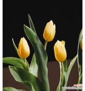 哪种花寓意爱情最为美好？