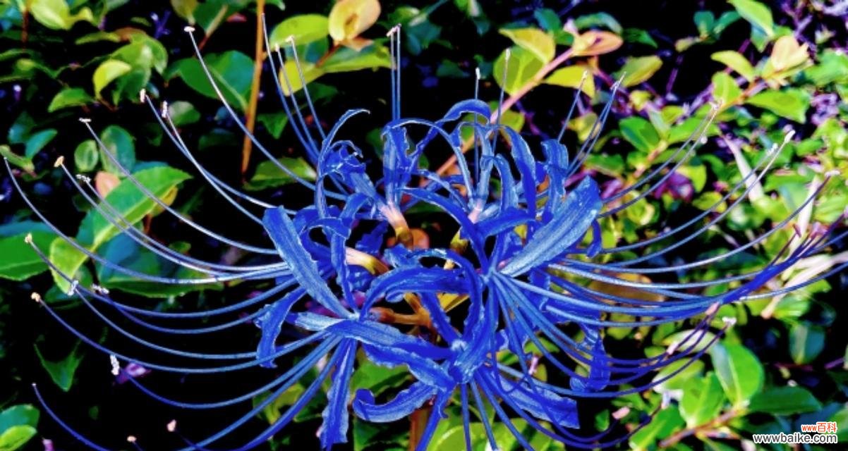 蓝色彼岸花的寓意是什么?它象征着什么?