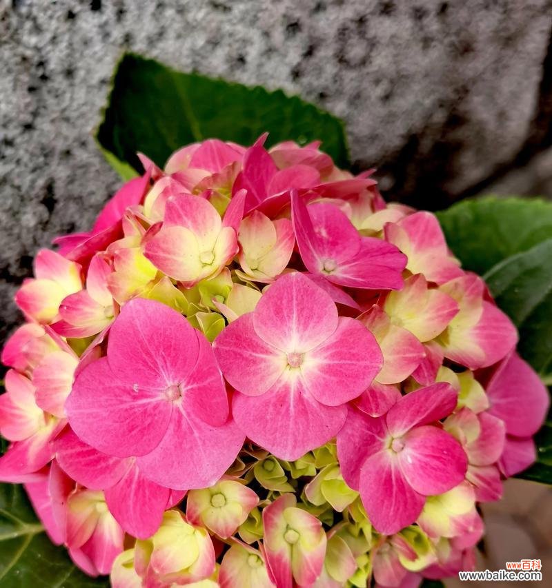 一枝花两种颜色代表了什么？