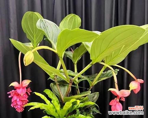 寓意富贵好运的花是什么花？如何选择吉祥花卉？