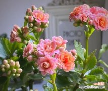 寓意富贵好运的花是什么花？如何选择吉祥花卉？