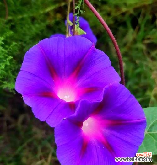 白色和紫色喇叭花分别代表什么?喇叭花的花语有哪些?