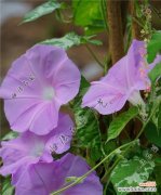 白色和紫色喇叭花分别代表什么？喇叭花的花语有哪些？