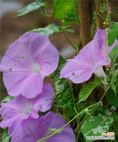 白色和紫色喇叭花分别代表什么?喇叭花的花语有哪些?