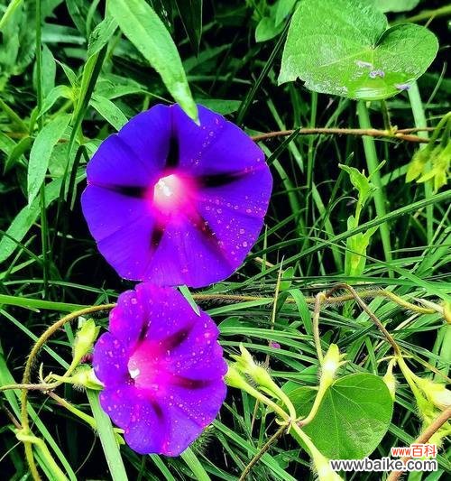 白色和紫色喇叭花分别代表什么?喇叭花的花语有哪些?