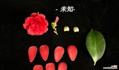 黑色的花通常象征着什么？