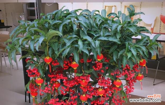 春节摆放年花有哪些寓意？如何选择合适的年花？