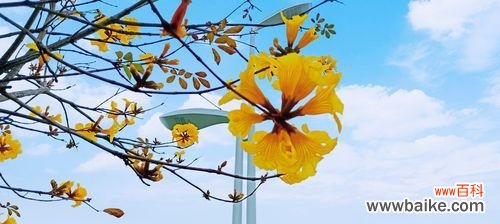 从花朵到树木 黄花风铃木寓意与象征意义