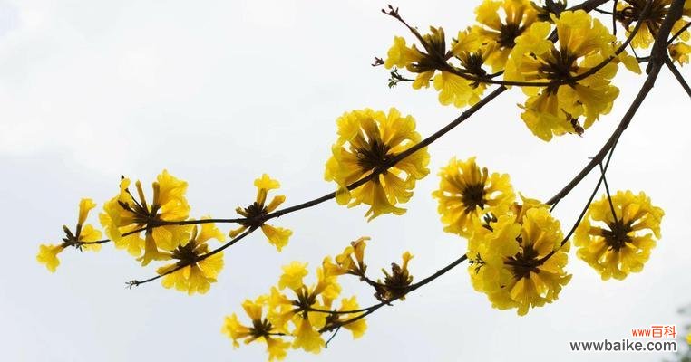 探寻黄花风铃木的花语之谜 黄花风铃木之美