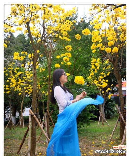 探寻黄风铃花的秘密 黄风铃花的花语与寓意