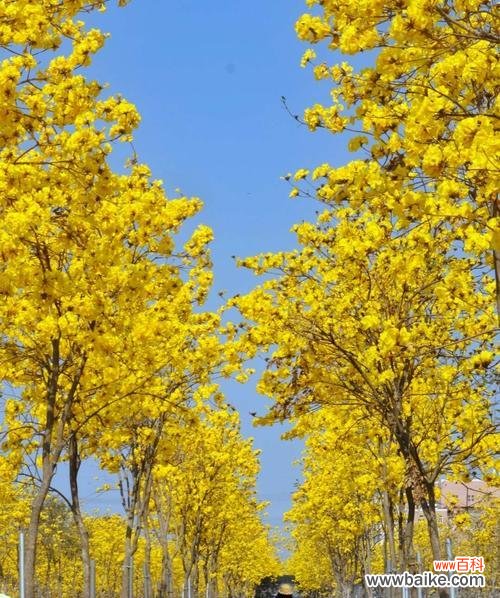 传承千年的文化符号与精神寄托 黄风铃的含义与象征意义