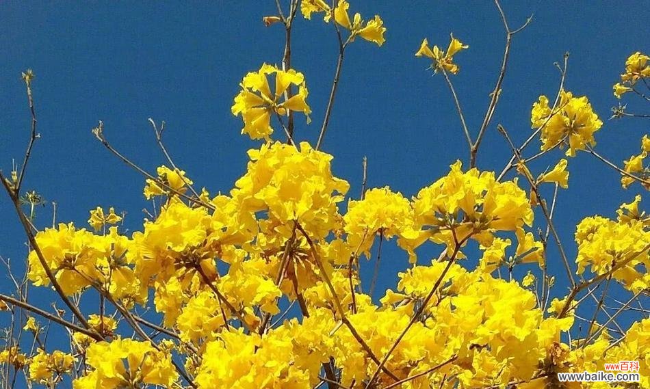 传承千年的文化符号与精神寄托 黄风铃的含义与象征意义