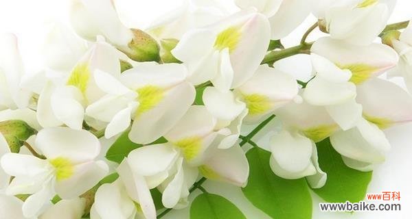 美丽的黄槐花传递着深刻的花语 黄槐花语