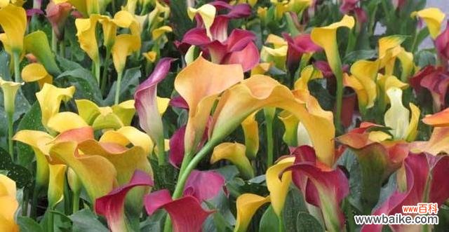 探索黄花马蹄莲的意义与价值 黄花马蹄莲