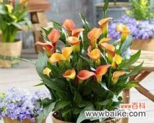 探索黄花马蹄莲的意义与价值 黄花马蹄莲