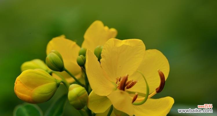 黄花槐的象征意义与文化传承 黄花槐