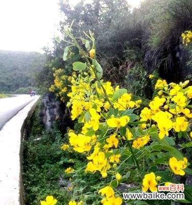 黄花槐的象征意义与文化传承 黄花槐