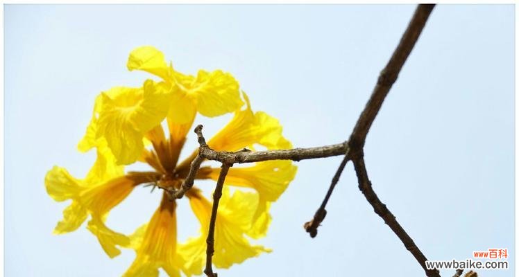 揭秘黄花风铃木的花语及寓意 黄花风铃木的花语与意义