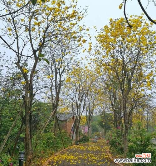 揭秘黄花风铃木的花语及寓意 黄花风铃木的花语与意义