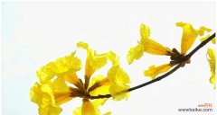 揭秘黄花风铃木的花语及寓意 黄花风铃木的花语与意义