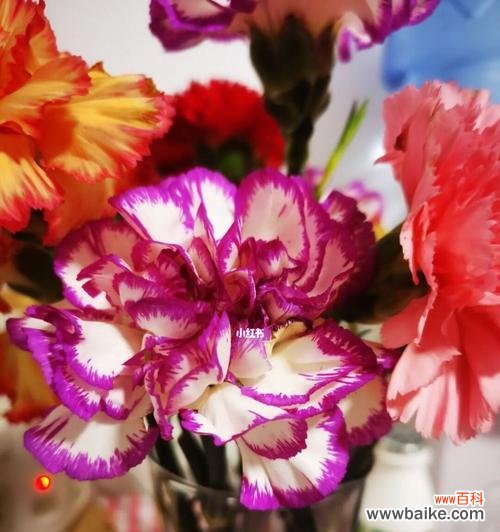 传递希望的金黄之花 黄康乃馨花语——花香中的温暖与欢乐