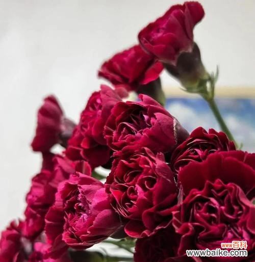 传递希望的金黄之花 黄康乃馨花语——花香中的温暖与欢乐