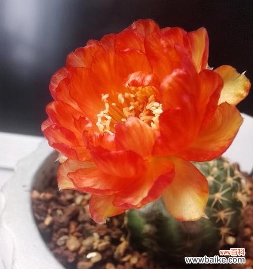 探寻黄金莲花的花语及传说 黄金莲花