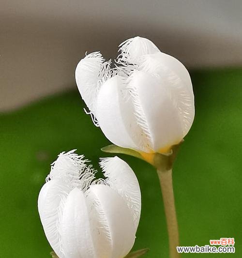 探寻黄金莲花的花语及传说 黄金莲花