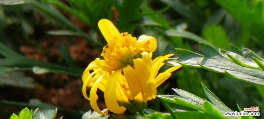 以黄金菊为载体 黄金菊的花语——闪耀的友谊