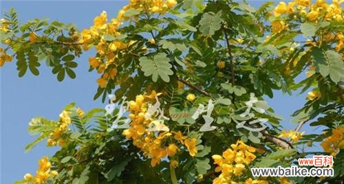 黄槐树——坚韧 黄槐树的寓意及其启示