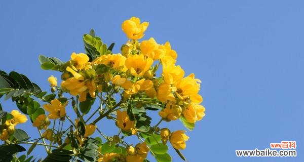 黄槐树——坚韧 黄槐树的寓意及其启示