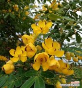 黄槐树——坚韧 黄槐树的寓意及其启示