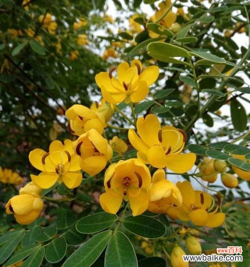 黄槐树——坚韧 黄槐树的寓意及其启示