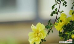 传递温馨与友谊的花语 黄玫瑰的美丽与含义