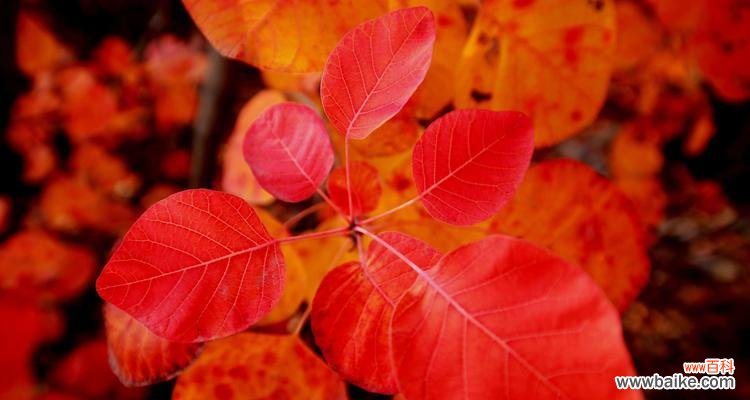 探寻黄栌的深层意义及其历史渊源 黄栌之美