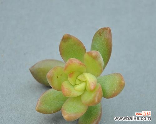 用花语表达情感与祝福 黄丽的花语