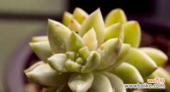 用花语表达情感与祝福 黄丽的花语