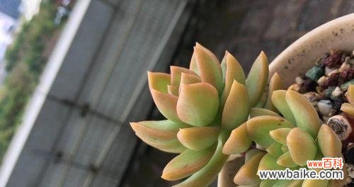 用花语表达情感与祝福 黄丽的花语