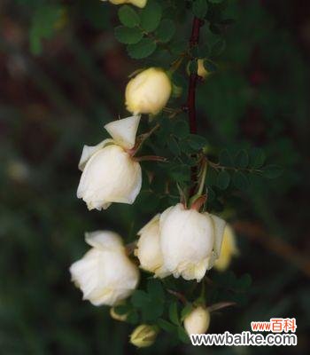 黄玫瑰 黄玫瑰的代表意义