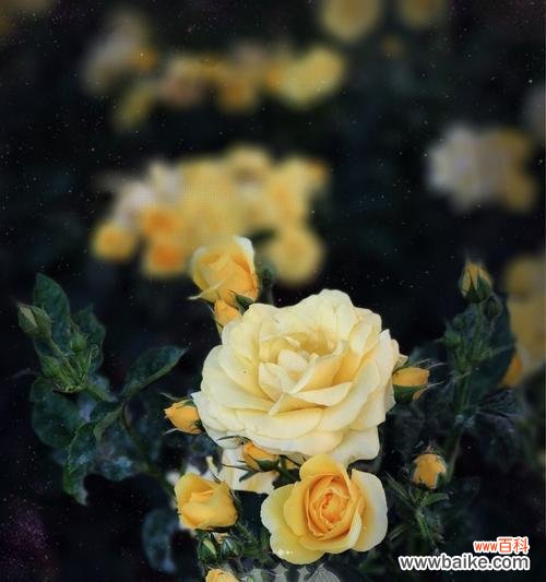 黄玫瑰 黄玫瑰的代表意义