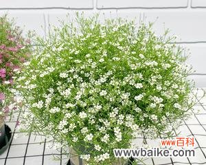 探寻满天星花背后的神秘力量 满天星花的美丽与寓意