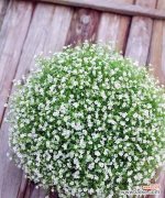 探寻满天星的浪漫与美丽 满天星的象征和意义